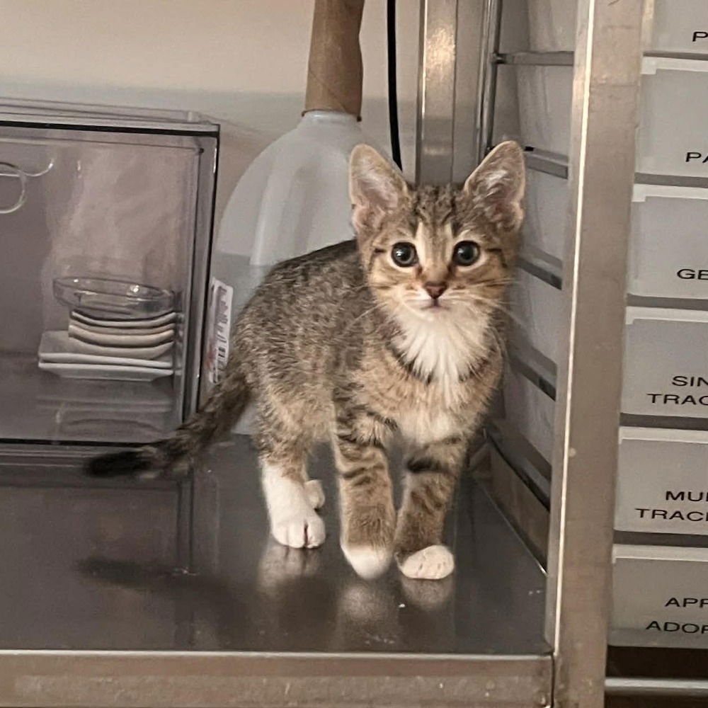 DENVER - Domestic Short Hair available for adoption