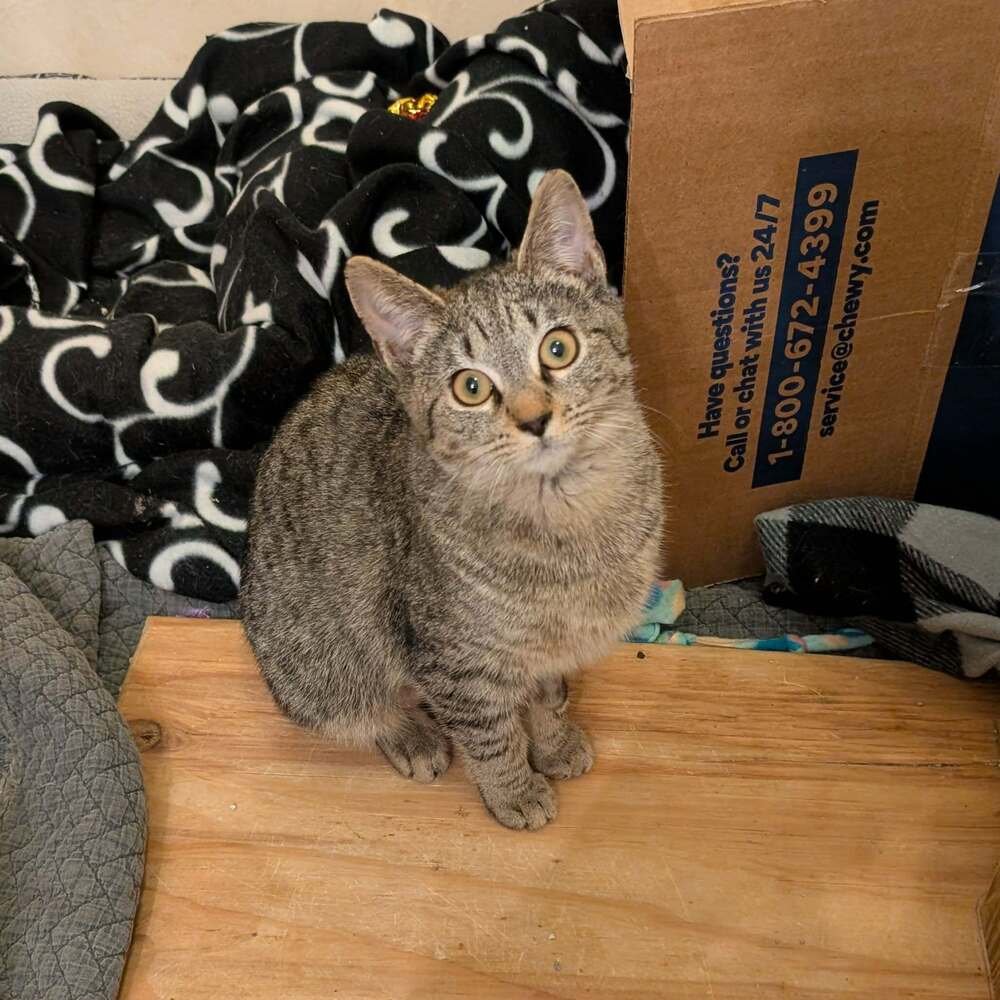 BO BERRY - Domestic Short Hair available for adoption