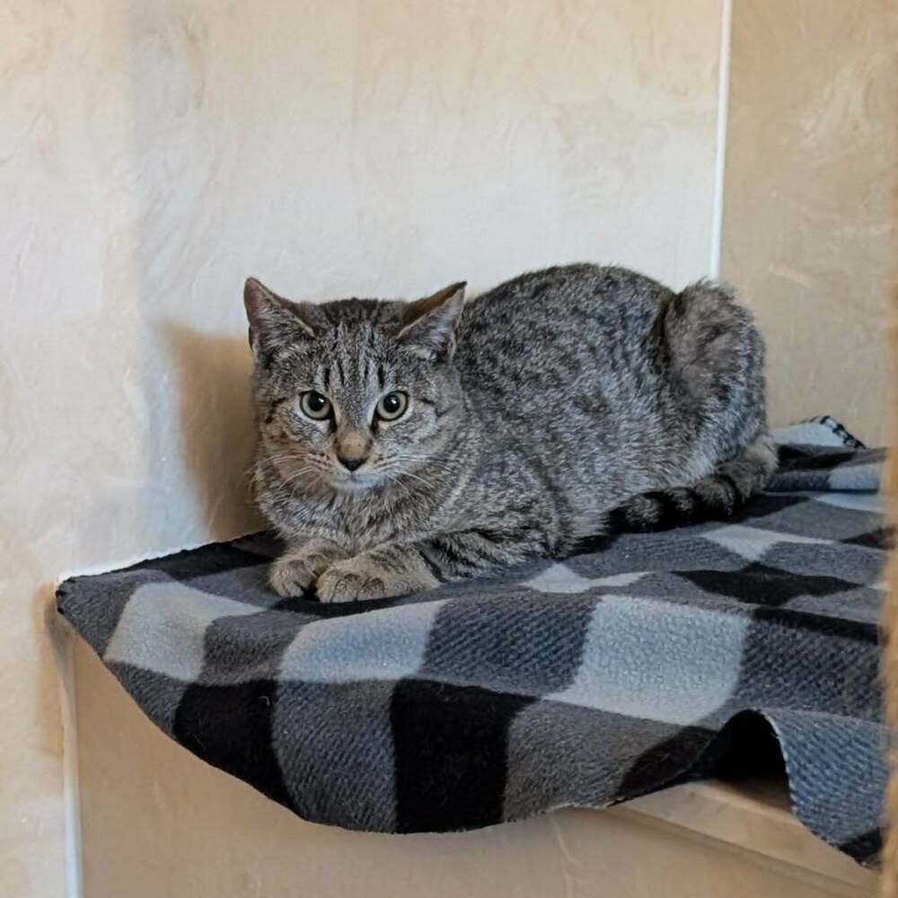 BO BERRY - Domestic Short Hair available for adoption