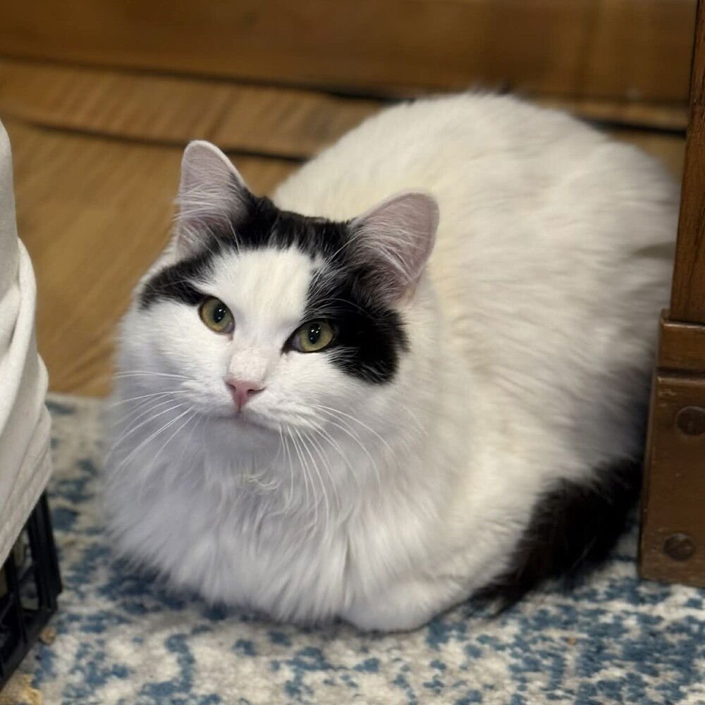 QUITTEN - Domestic Long Hair available for adoption