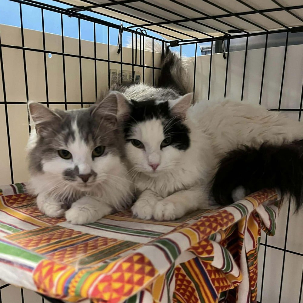 QUITTEN - Domestic Long Hair available for adoption