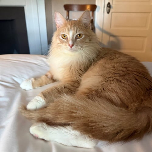 CHANCE - Domestic Long Hair available for adoption