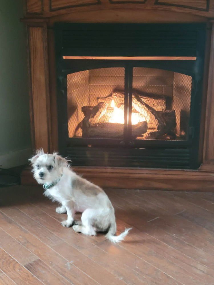 ELSIE - Terrier available for adoption