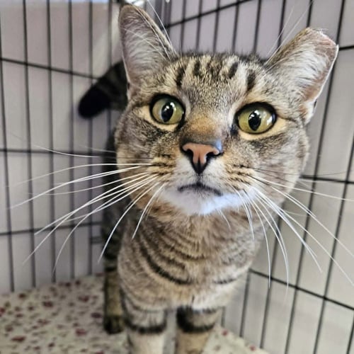 ARMY RANGER - Domestic Short Hair for adoption in Asheville