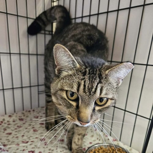 ARMY RANGER - Domestic Short Hair available for adoption