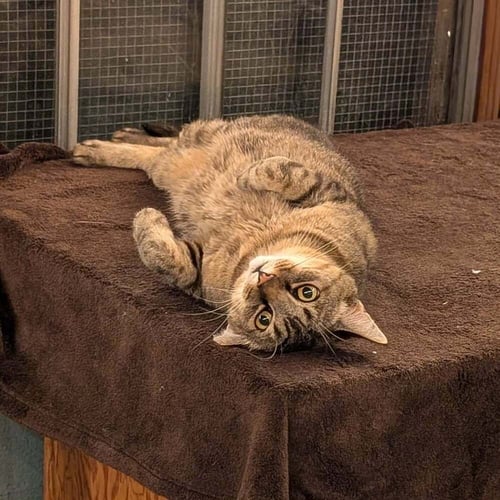 ARMY RANGER - Domestic Short Hair available for adoption