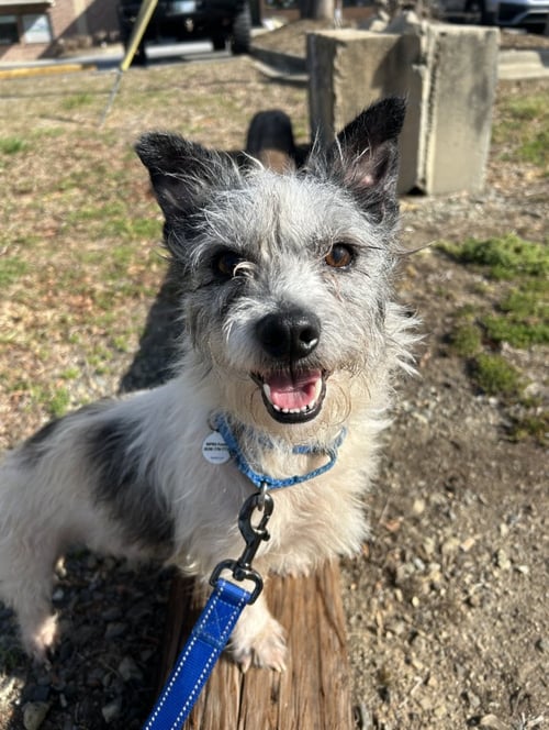 BISCUIT - Cairn Terrier available for adoption