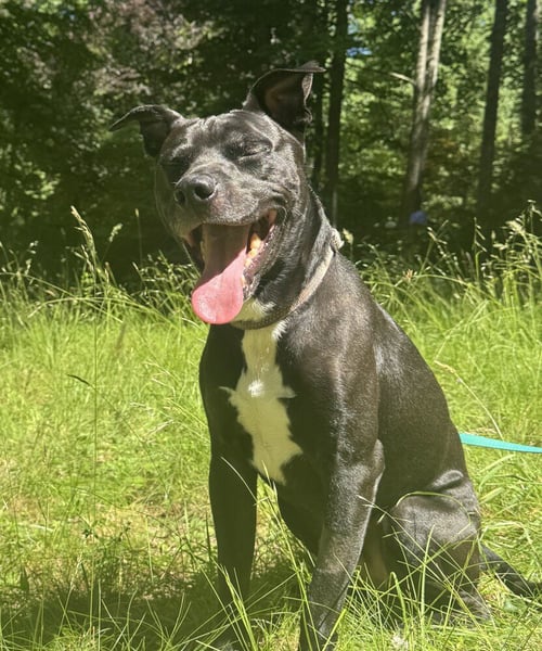 BENJEN - Labrador Retriever available for adoption