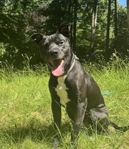 BENJEN - Labrador Retriever available for adoption