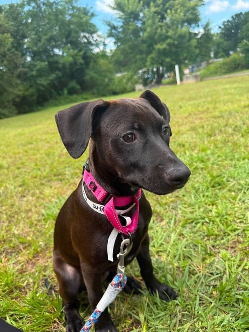 HIGGINS - Terrier available for adoption