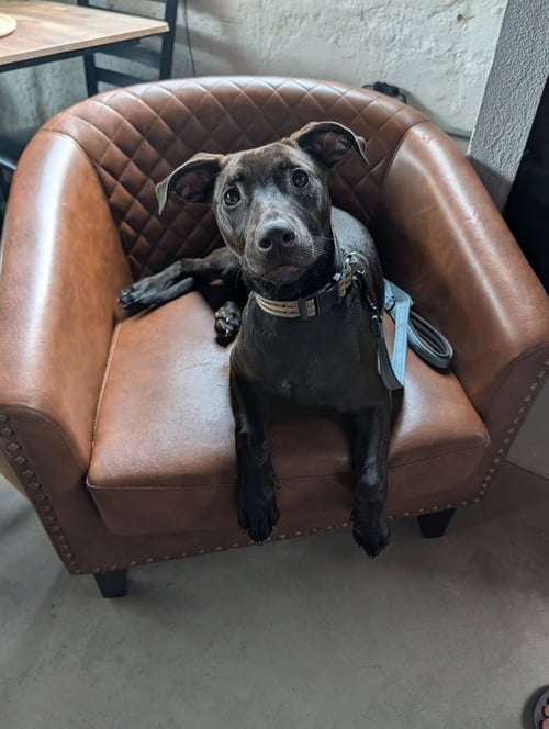 HIGGINS - Terrier for adoption in Asheville