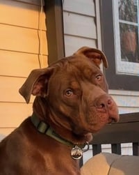 Buddy - Photo 3
