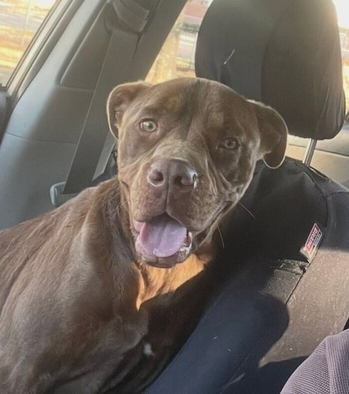 BUDDY - Labrador Retriever available for adoption