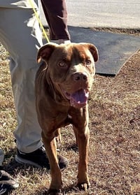 Buddy - Photo 4