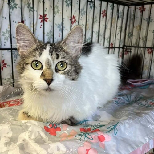LENA - Domestic Medium Hair for adoption in Asheville