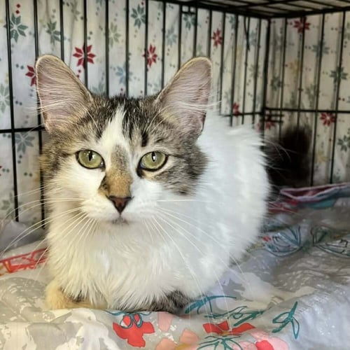 LENA - Domestic Medium Hair available for adoption