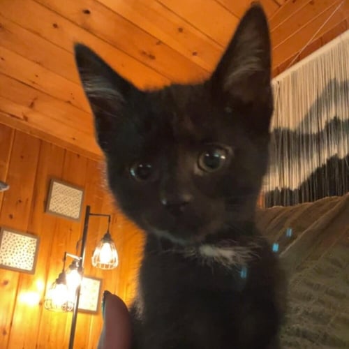 SOBA - Domestic Short Hair available for adoption