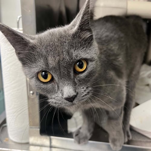 PHOBOS - Domestic Short Hair available for adoption
