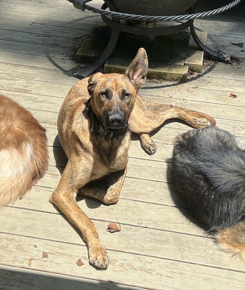 TIGGER - Dutch Shepherd available for adoption