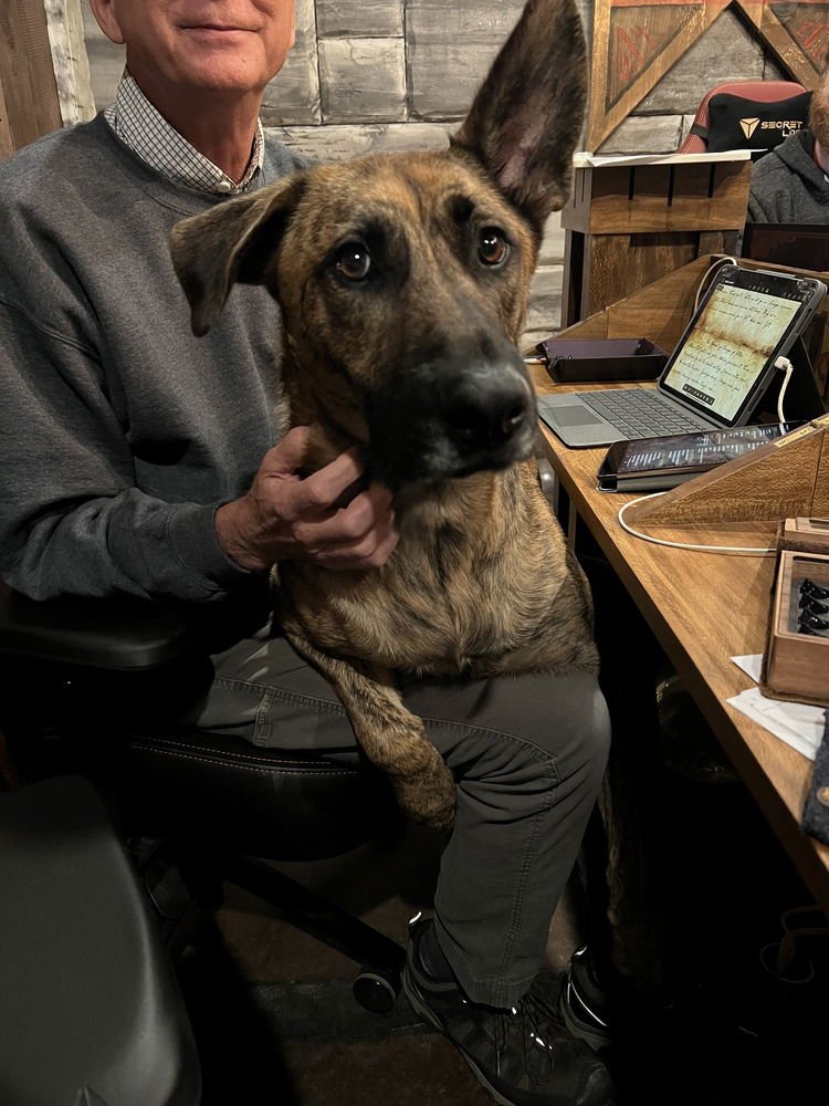 TIGGER - Dutch Shepherd available for adoption
