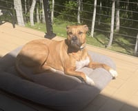 Finley - Photo 4