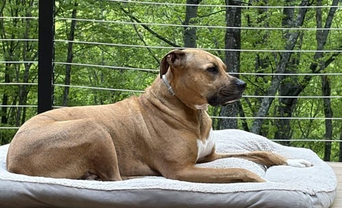FINLEY - Unknown available for adoption