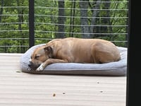 Finley - Photo 3