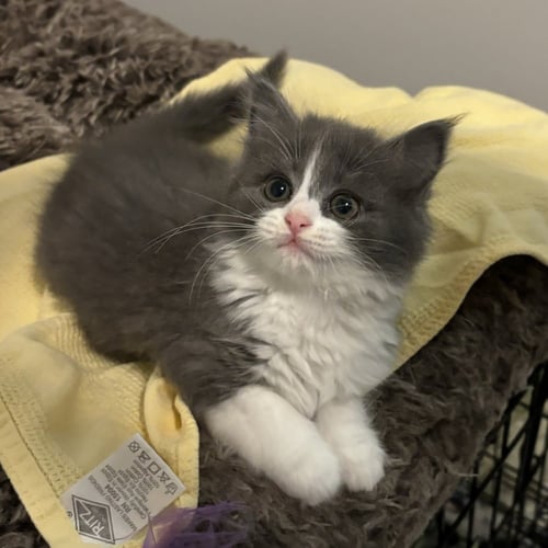 AMBROSIA - Domestic Medium Hair available for adoption