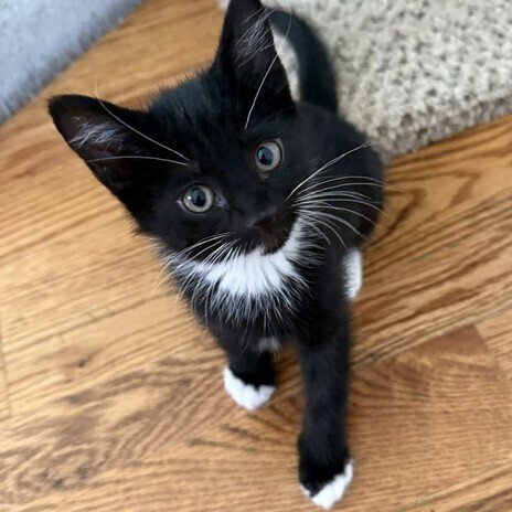 PAWTUCKET - Domestic Short Hair available for adoption