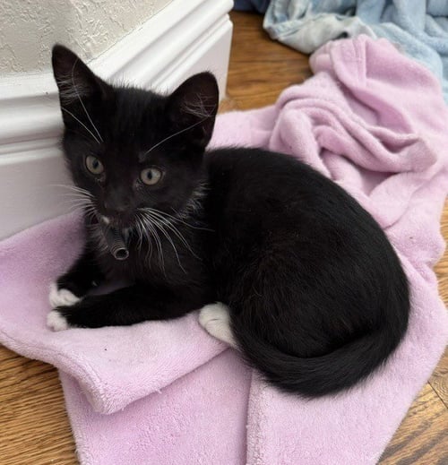 PAWTUCKET - Domestic Short Hair available for adoption