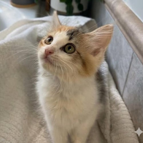 GUPPY - Domestic Medium Hair available for adoption
