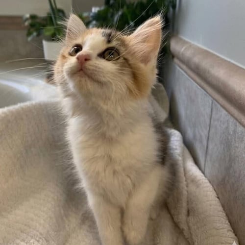 GUPPY - Domestic Medium Hair available for adoption
