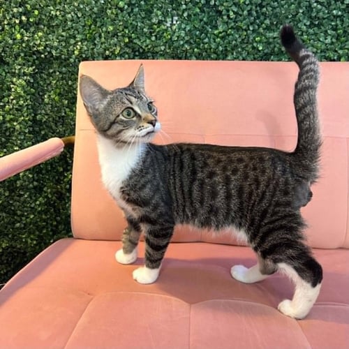 FULTON - Domestic Short Hair for adoption in Asheville