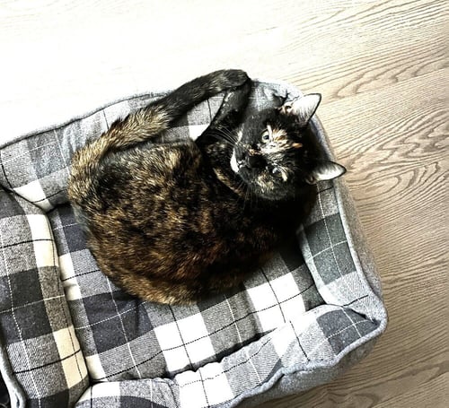 ZZ-ASTER - Domestic Short Hair available for adoption
