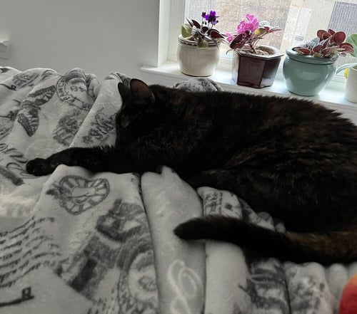 ZZ-ASTER - Domestic Short Hair available for adoption