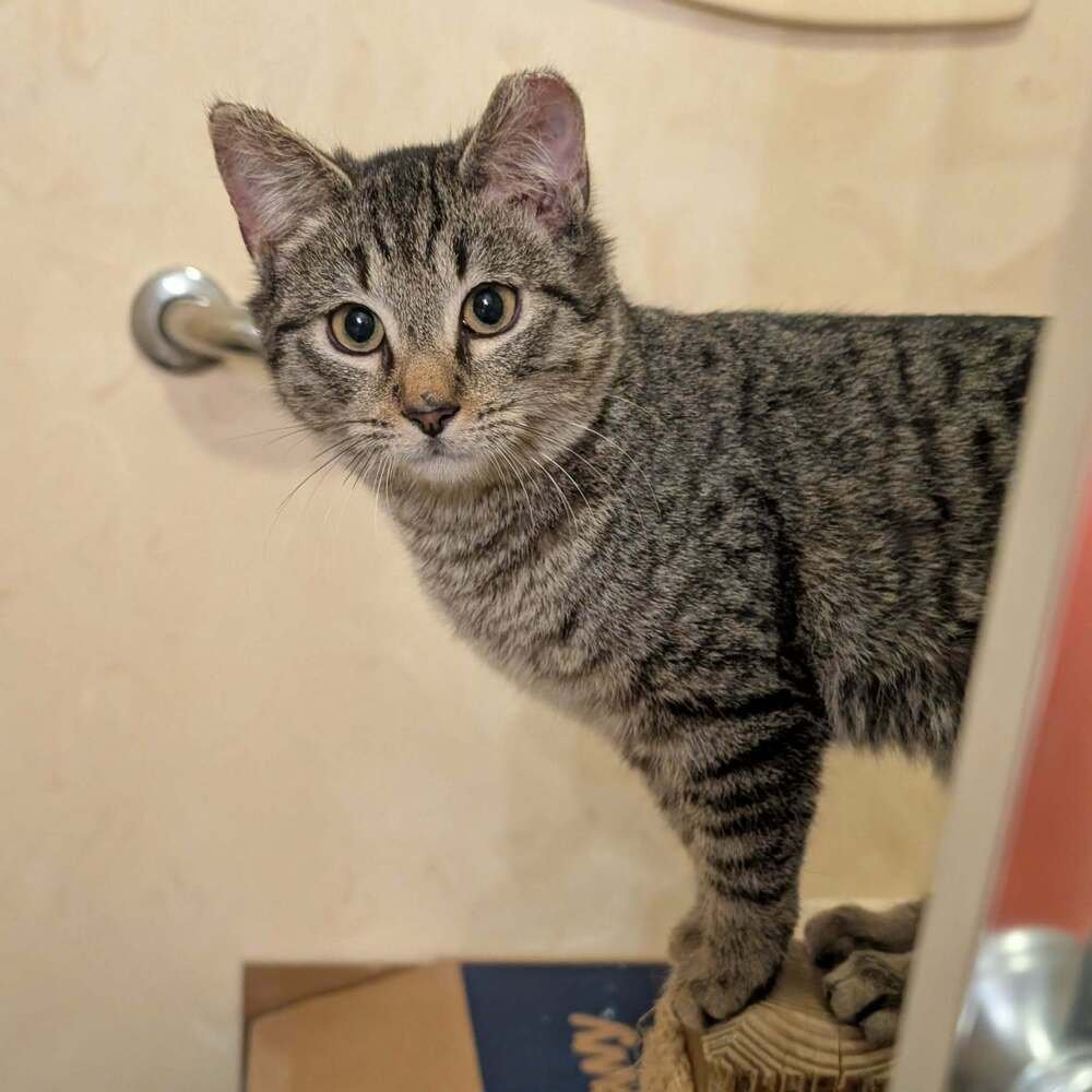 BO BISCUIT - Domestic Short Hair available for adoption