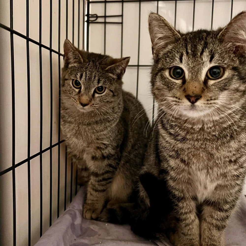 BO BISCUIT - Domestic Short Hair available for adoption