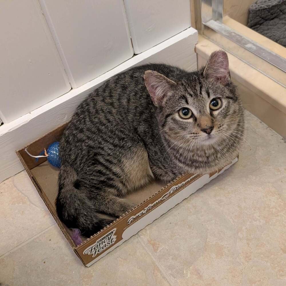 Bo Biscuit - Photo 4