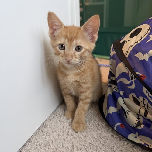 WREX - Domestic Short Hair available for adoption