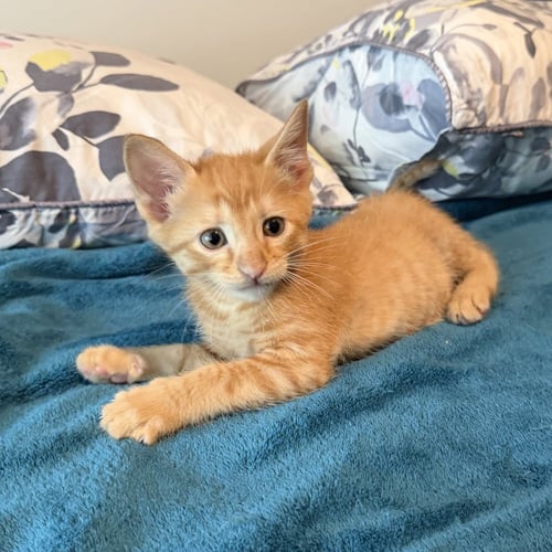 WREX - Domestic Short Hair available for adoption