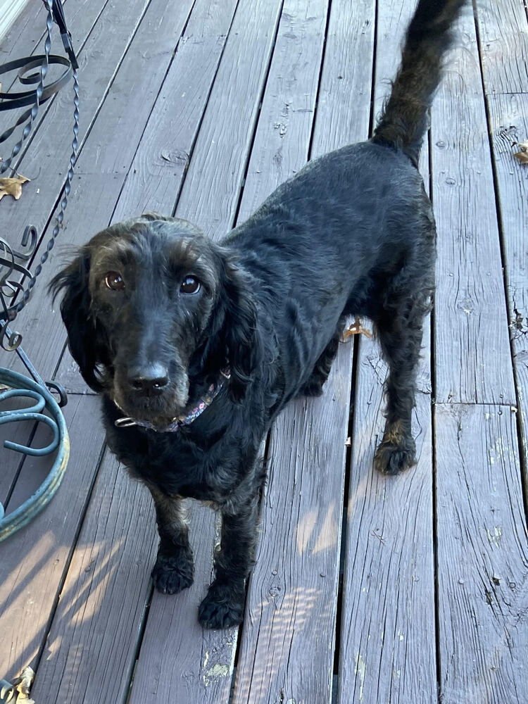 SALLY SAGE - Labrador Retriever available for adoption