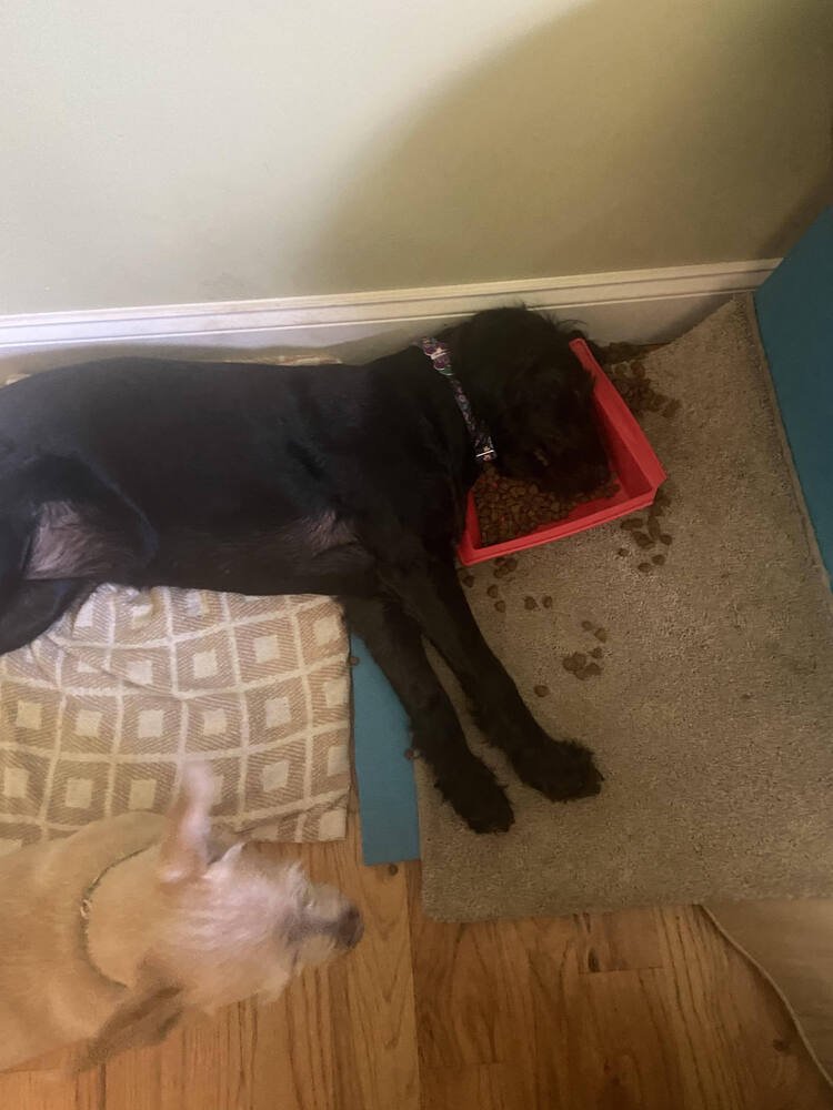 SALLY SAGE - Labrador Retriever available for adoption