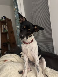 Jack - Photo 2