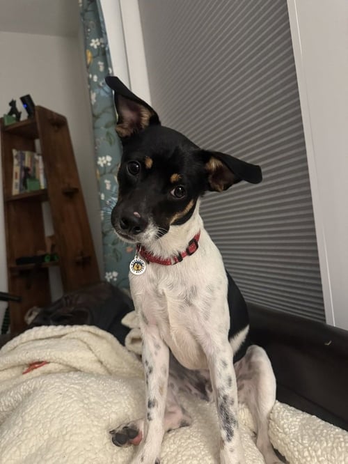 JACK - Terrier available for adoption