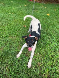 Jack - Photo 4