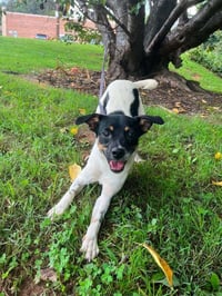 Jack - Photo 3