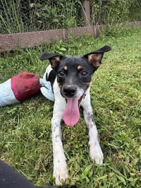 Jack - Photo 1