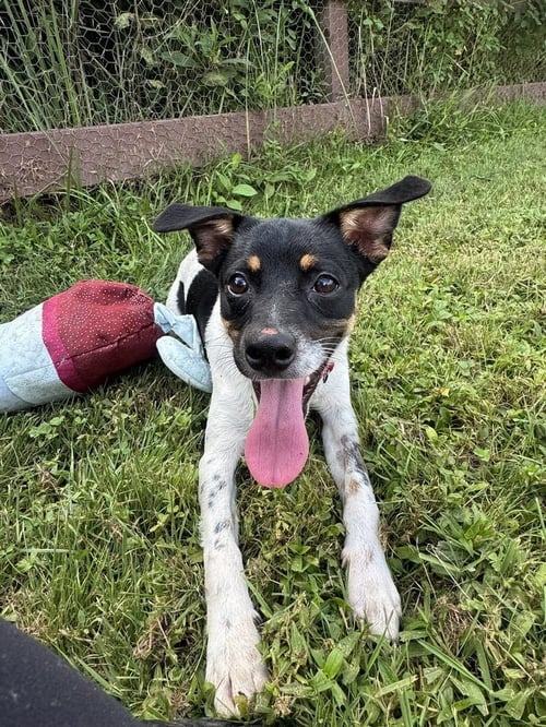 JACK - Terrier available for adoption