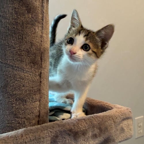 INDEPENDENCE - Domestic Short Hair for adoption in Asheville