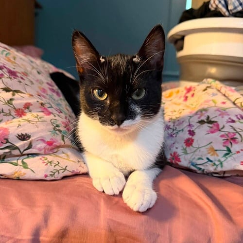 COWGIRL - Domestic Short Hair available for adoption